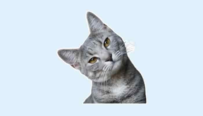grey cat bending its head to the side