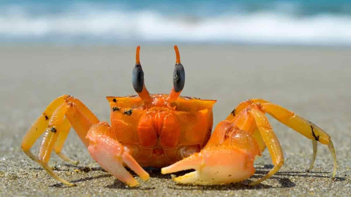 A crab on the beach