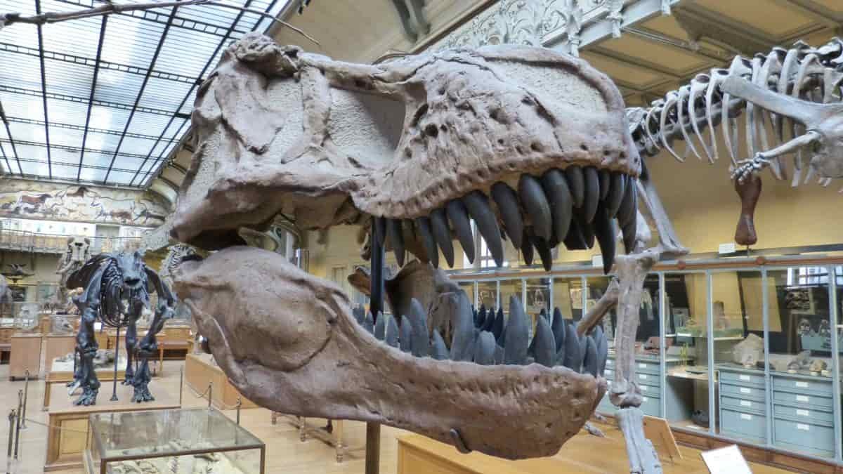 Dinosaur at the natural history museum