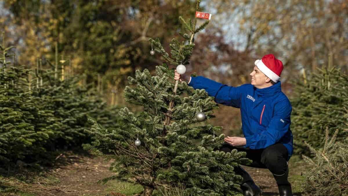 Tesco is giving away free wonky Christmas trees for one day only